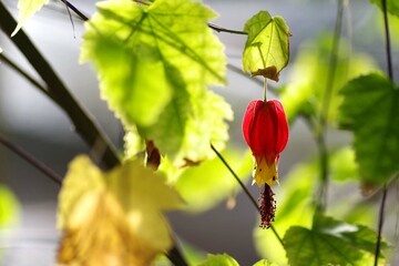 チロリアンランプ
