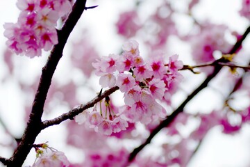 桜 
