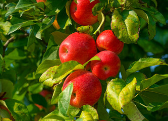 red apples on the tree in harvest season