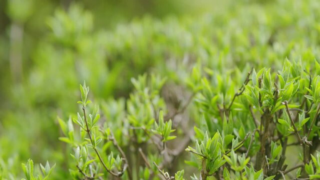 Waxberry or Ghostberry. Popular ornamental garden plant. Symphoricarpos albus. Green bush with leaves of a snowberry. Rack focus.