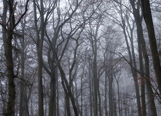 Spooky trees in fog near Rheinstein castle, above the Rhein river on a fall day in Germany.