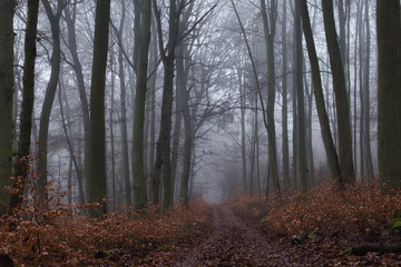 Obraz premium Path surrounded by orange plants and. fog surrounding trees in the Palatinate forest of Germany on a fall day.