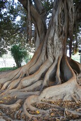 Wood Plant Tree Trunk Twig Tints and shades
