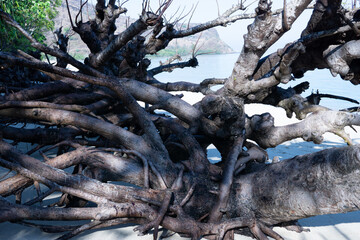 the roots of tree on the beach