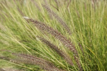 Plant Terrestrial plant Grass Grass family Agriculture Grassland