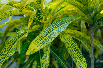 fern leaf in the forest