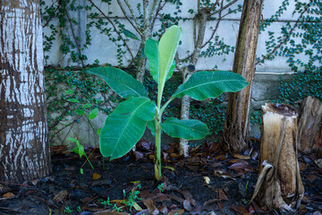 banana plant growing in the garden