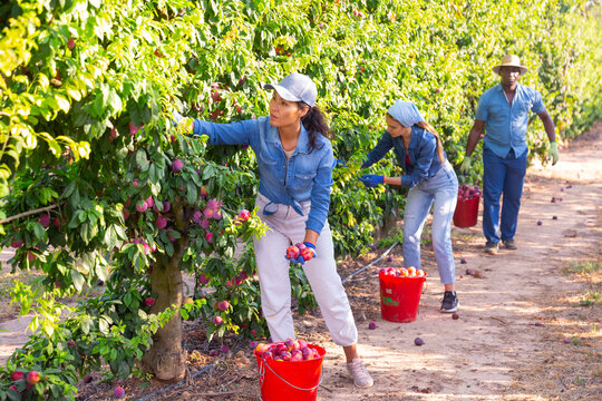 Portrait of asian woman farmer in blue headscarf picking fresh plums in fruit garden