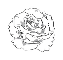 Beautiful rose sketch. Elegant opened flower bud with petals. Top view. Floristry and gardening. Design element for postcard or wedding invitation. Cartoon hand drawn doodle style vector illustration