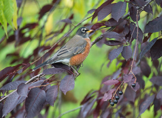 American robin with purple leaf sand cherries in fall.