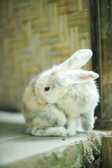 a cute domestic rabbit (Oryctolagus cuniculus domesticus) has three colors white, gray and brown sitting in front of the bamboo door and licking its fur.