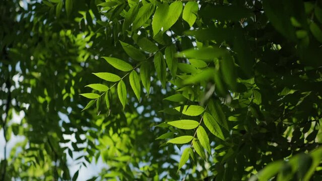 Looking up towards green European ash tree leaves