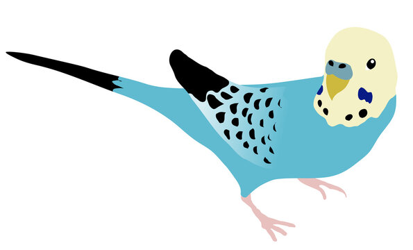 recommend clip art: 青いセキセイインコのイラスト