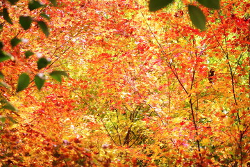美しく輝く秋の紅葉