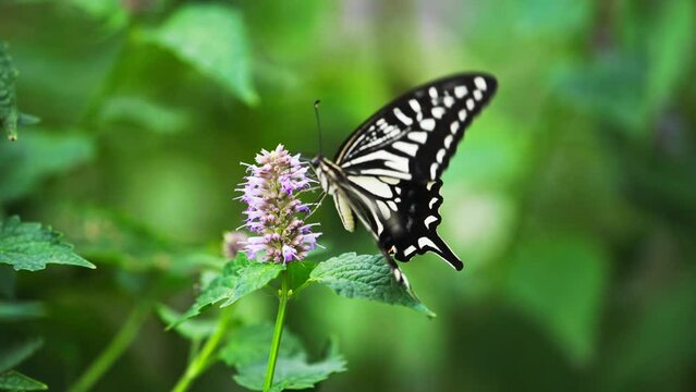 beautiful insect nature slow motion clip butterfly flapping wings on the flower