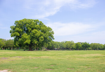 Beautiful green lawn in Kumamoto, Japan