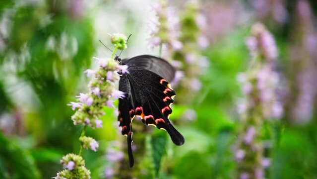 beautiful insect nature slow motion clip black butterfly flapping wings on the flower