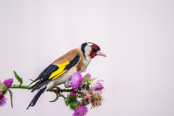 European goldfinch, feeding on the seeds of thistles. Carduelis carduelis.