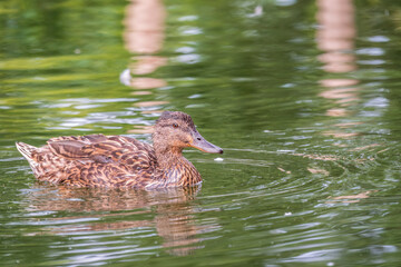Mallard Duck female swims in the pond.