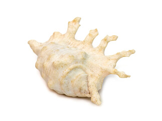 Image of lambis scorpius sea shell, common name the scorpion conch or scorpion spider conch, is a species of large sea snail, a marine gastropod mollusk in the family Strombidae, the true conchs.