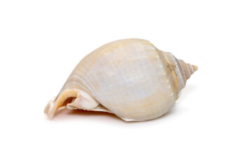 Image of phalium glaucum shell, common name the grey bonnet or glaucus bonnet, is a species of large sea snail, a marine gastropod mollusk in the family Cassidae, the helmet snails and bonnet snails.
