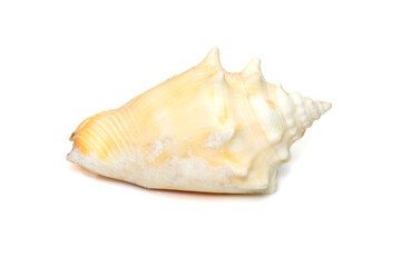 Image of strombus alatus sea shell, the Florida fighting conch, is a species of medium-sized, warm-water sea snail, a marine gastropod mollusk in the family Strombidae, the true conchs.