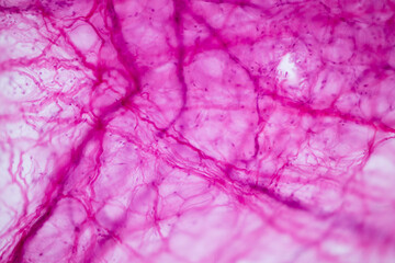 Connective tissue human and Striated muscle human under the microscope in Lab.