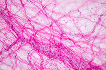 Fototapeta premium Connective tissue human and Striated muscle human under the microscope in Lab.