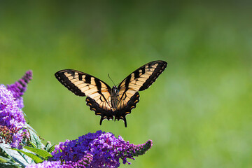 The Yellow Swallowtail butterfly is commonly called the eastern tiger swallowtail. It is one of the most familiar butterflies in the eastern United States. 