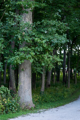 Fototapeta na wymiar tree along gravel path