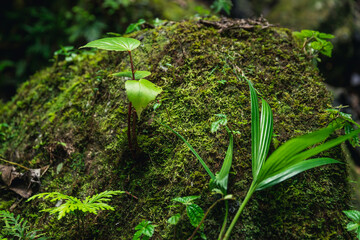 Mousse et plantules sur roche humide