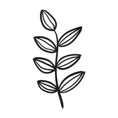 autumn foliage leaves summer 