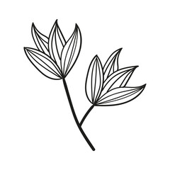 autumn foliage leaves summer 