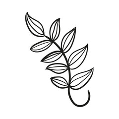 autumn foliage leaves summer 