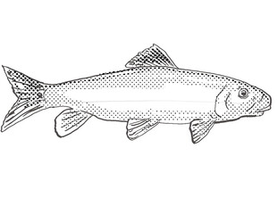 Cartoon style drawing of a black redhorse or Moxostoma duquesni, also duquesnii, duquesnei freshwater fish found in North America with halftone dots on isolated background in black and white.