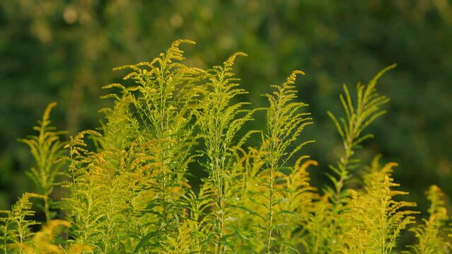 Yellow solidago canadensis or canada goldenrod or canadian goldenrod, flowers. Most invasive species in europe and asia. Selective focus.
