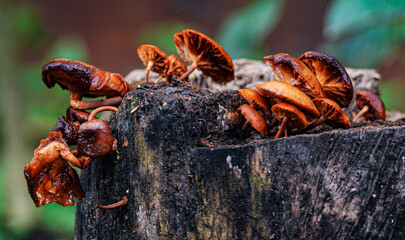 Wood rot or xylophagous fungi are any type of fungus that digests moist wood, causing it to rot. Some species of wood rot fungi attack dead wood, such as brown rot, and some, such as Armillaria, are p