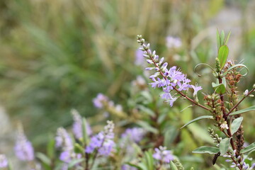 lavender flowers
