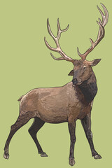 Drawing elk exotic animal, beautiful. art.illustration, vector