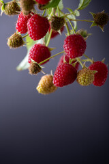 Fresh Organic Raspberries on Branch 