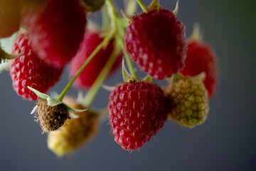 Fresh Organic Raspberries on Branch 