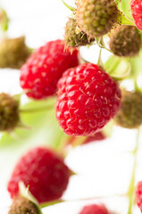 Fresh Organic Raspberries on Branch 
