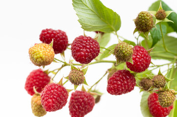 Fresh Organic Raspberries on Branch 