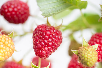 Fresh Organic Raspberries on Branch 