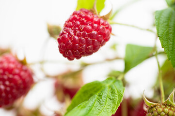 Fresh Organic Raspberries on Branch 