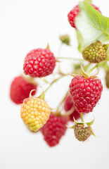 Red Raspberries Growing on Branch