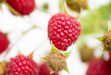 Red Raspberries Growing on Branch