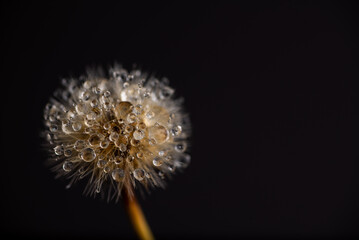 Close up of Dandelion with Water Drops 
