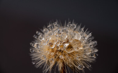Close up of Dandelion with Water Drops 