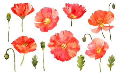Fototapeta premium Watercolor poppies. Hand drawn botanical illustration. Isolated on white background
